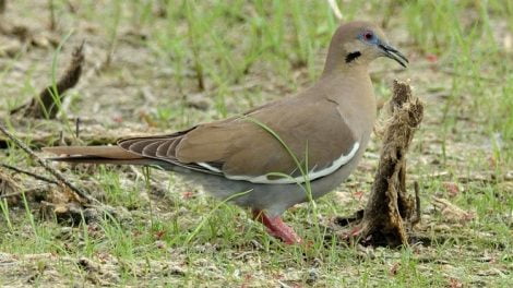 Zenaida asiatica - american dove