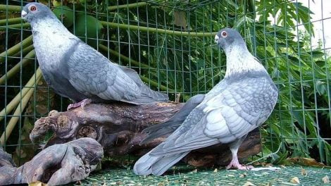 form - older breeds - egyptians