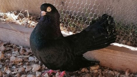 roller - pigeons - black - bulgarian