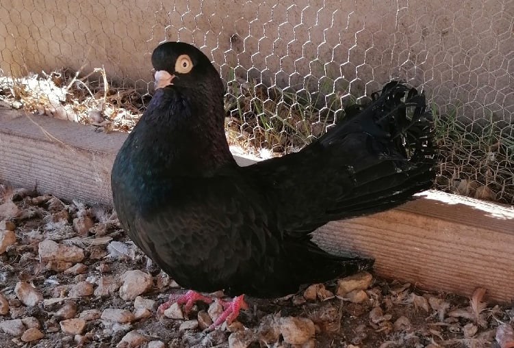 roller - pigeons - black - bulgarian