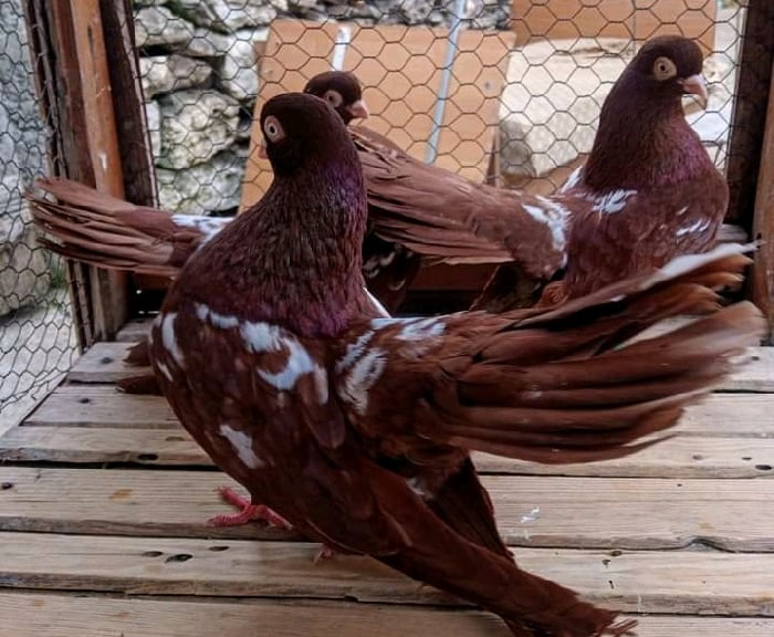 bulgarian breeds - roller pigeons