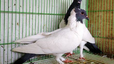 exotic soncop pigeons