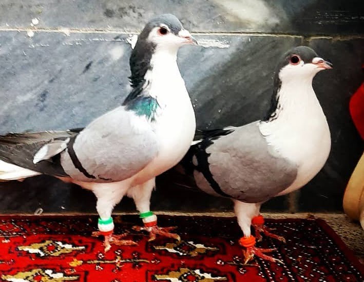 pigeons - form type