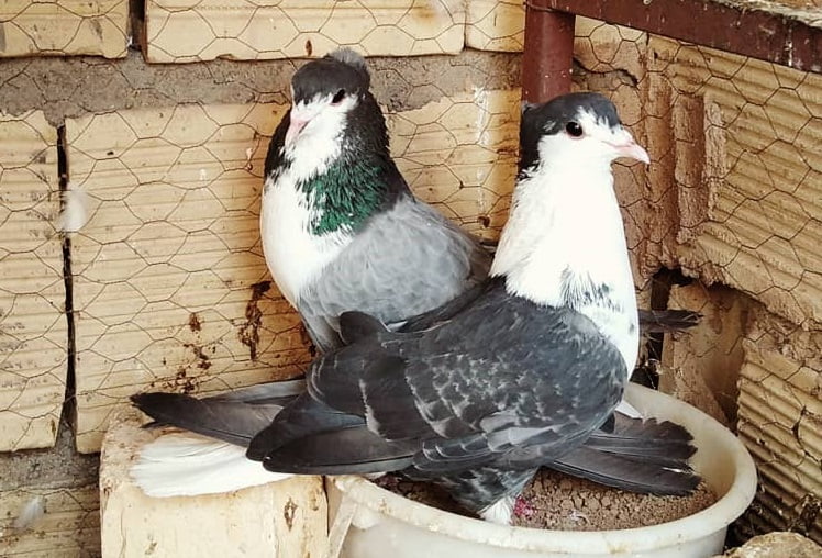 pigeons - homer - irannian
