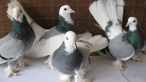 russian pigeons - highflyer