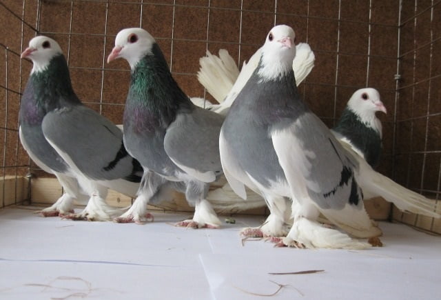 tumbler pigeons - highflyer - volskie