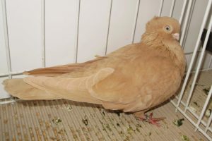 jucator - romanian tumbler pigeons