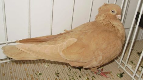 jucator - romanian tumbler pigeons