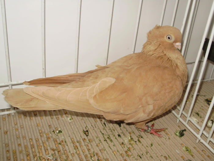 jucator - romanian tumbler pigeons