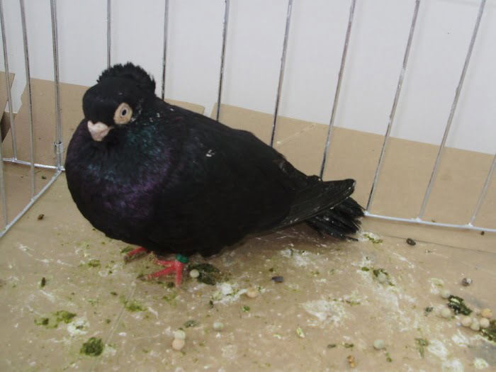 romanian - tumbler pifgeons - braile - black - Braila Shortbeak Tumbler