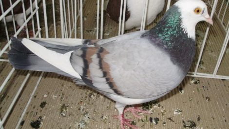 severin -pigeons - tumbler