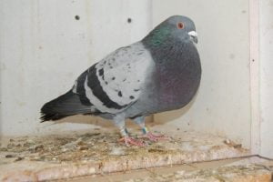 veleno cropper pigeons - spanish - malaga