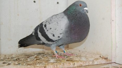 veleno cropper pigeons - spanish - malaga