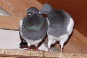 pigeons - tumbler