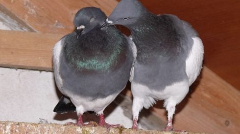 pigeons - tumbler