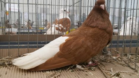 red pigeons - highflyer - tumbler