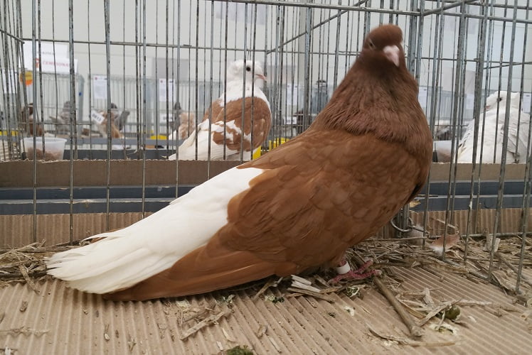 red pigeons - highflyer - tumbler