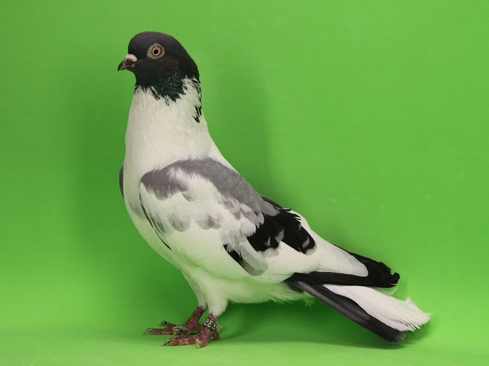 spanish fleying pigeons