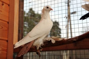 north caucasian tumbler pigeon - crack tumbler - oldest breeds