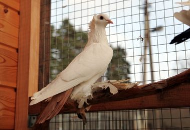 north caucasian tumbler pigeon - crack tumbler - oldest breeds