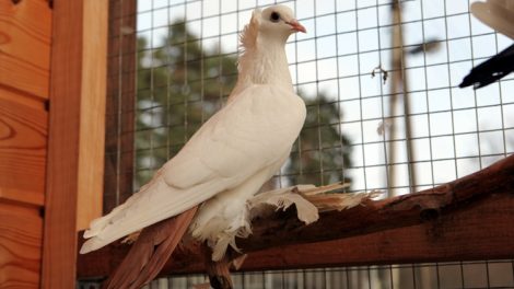 north caucasian tumbler pigeon - crack tumbler - oldest breeds