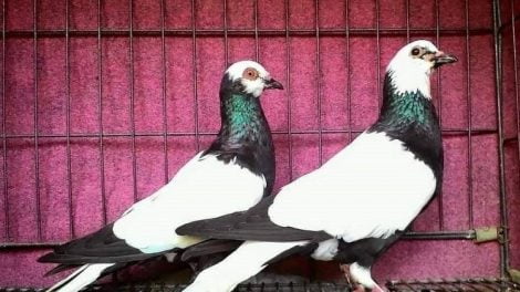 Merpati Endemik dari Indonesia - flying pigeons