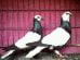 Merpati Endemik dari Indonesia - flying pigeons