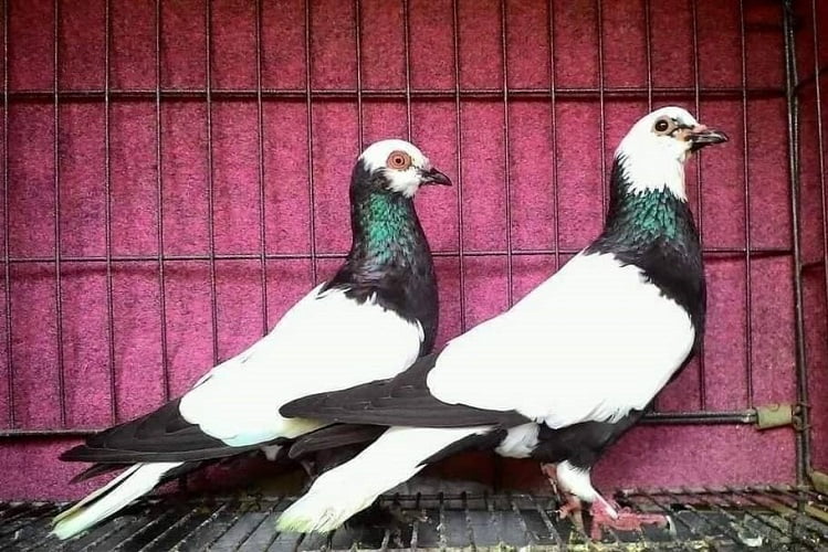 Merpati Endemik dari Indonesia - flying pigeons