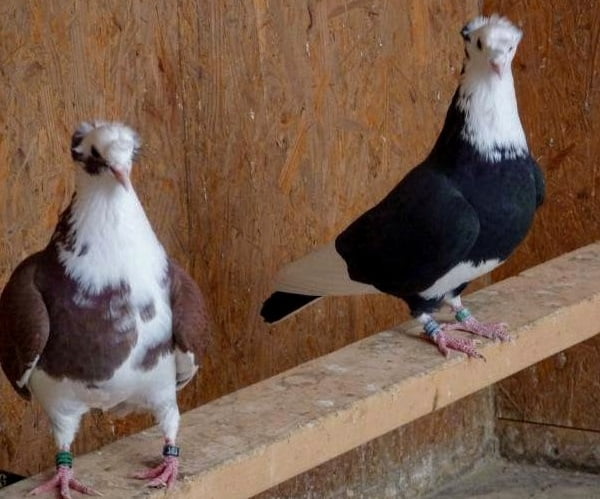 trumpeter - turkish pigeons