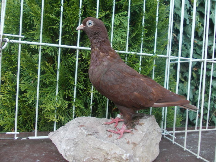 romanian pigeons breeds - red pigeons