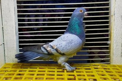 turkish pigeons - manisa azmanı