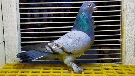 turkish pigeons - manisa azmanı